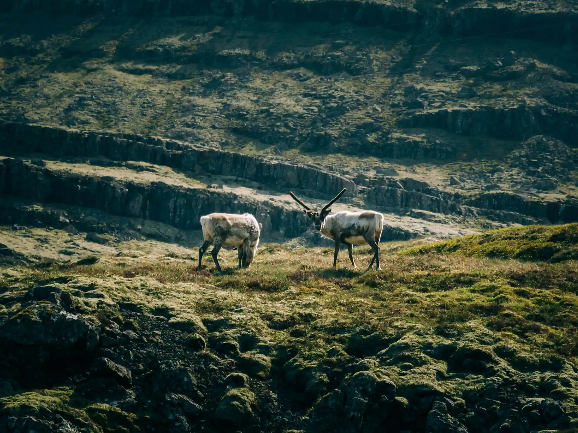 Two wild reindeer grazing on a mossy green hillside in the Eastfjords of Iceland with rugged rocky mountains in the background