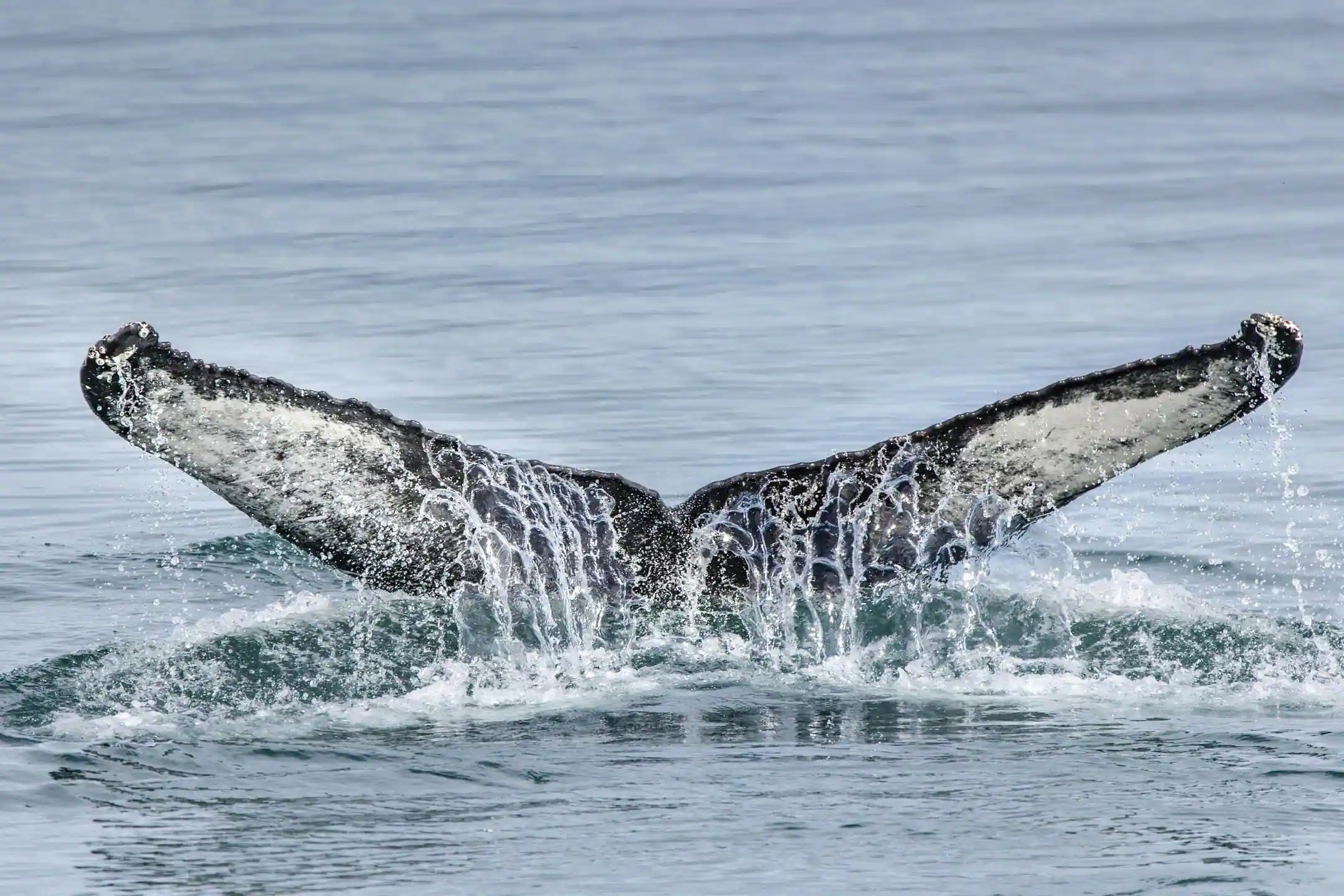 North Iceland travel guide whale watching in Husavik with humpback tail lifting above sea