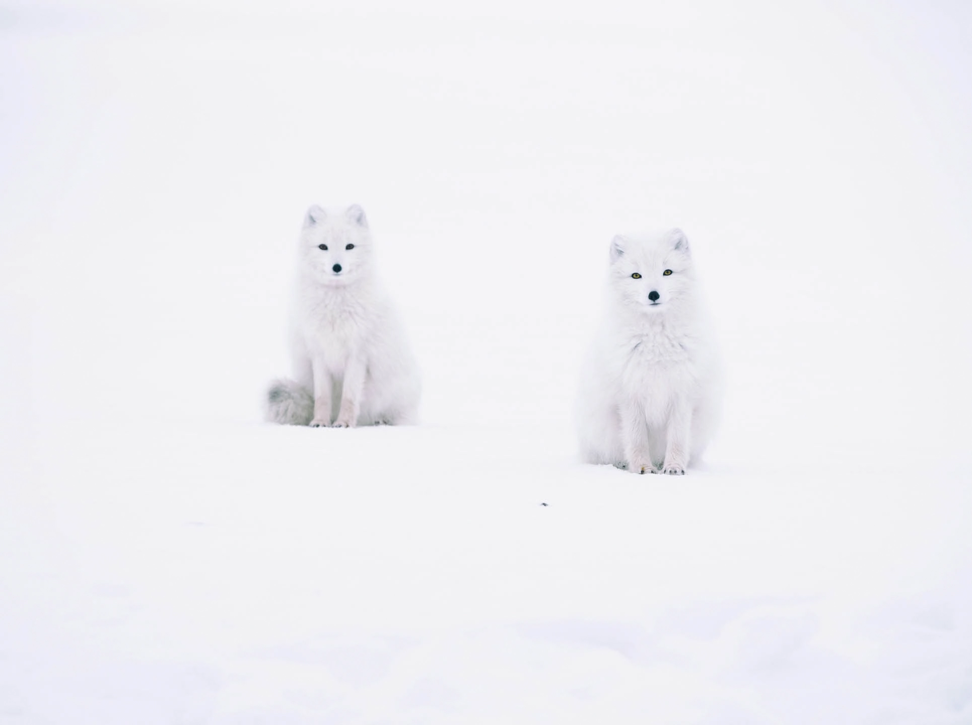 Two White Morph Arctic foxes with pure white winter camouflage sitting in the Icelandic snow.