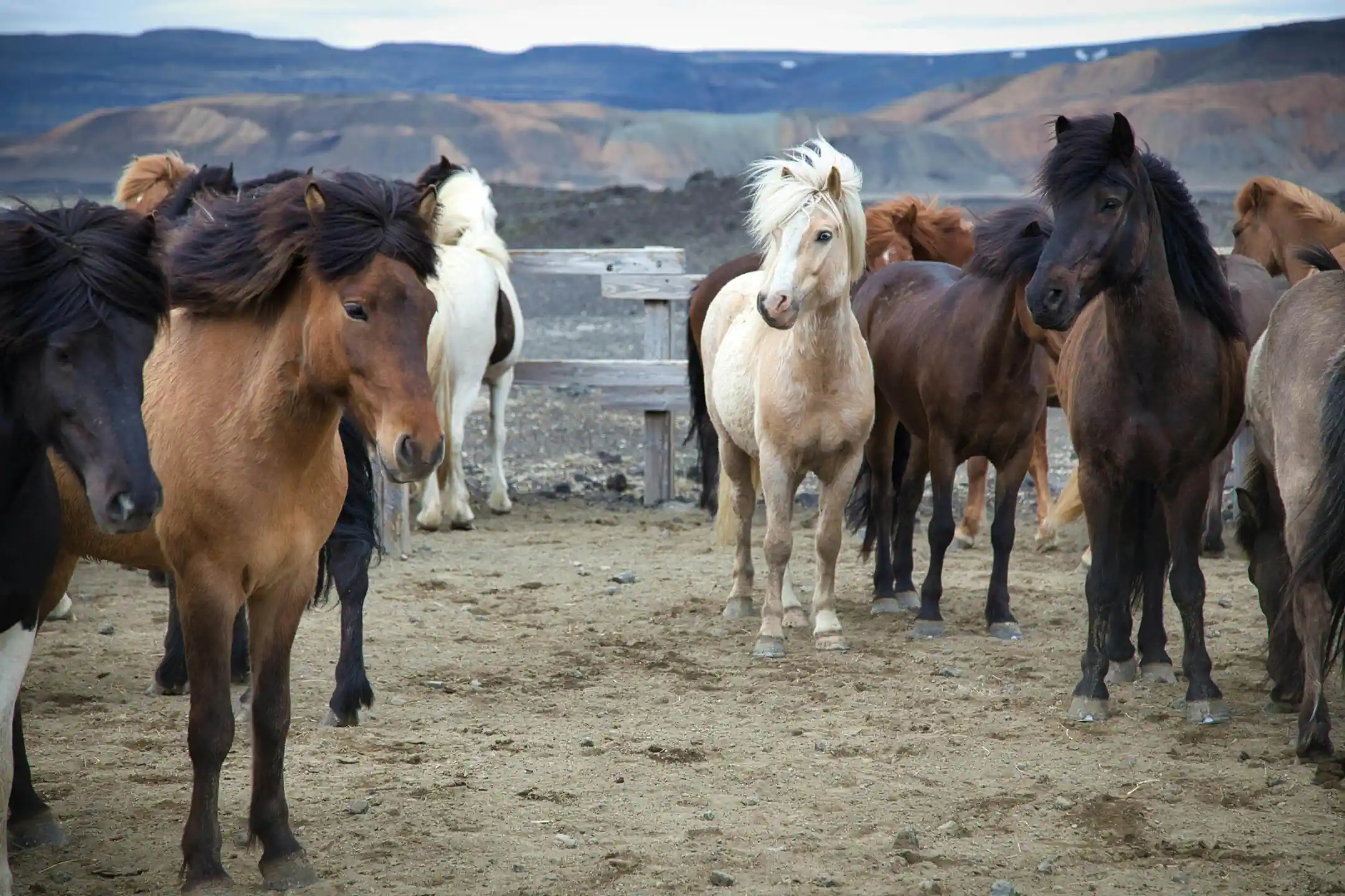 A group of Icelandic horses in various colors standing near the Icelandic highlands.