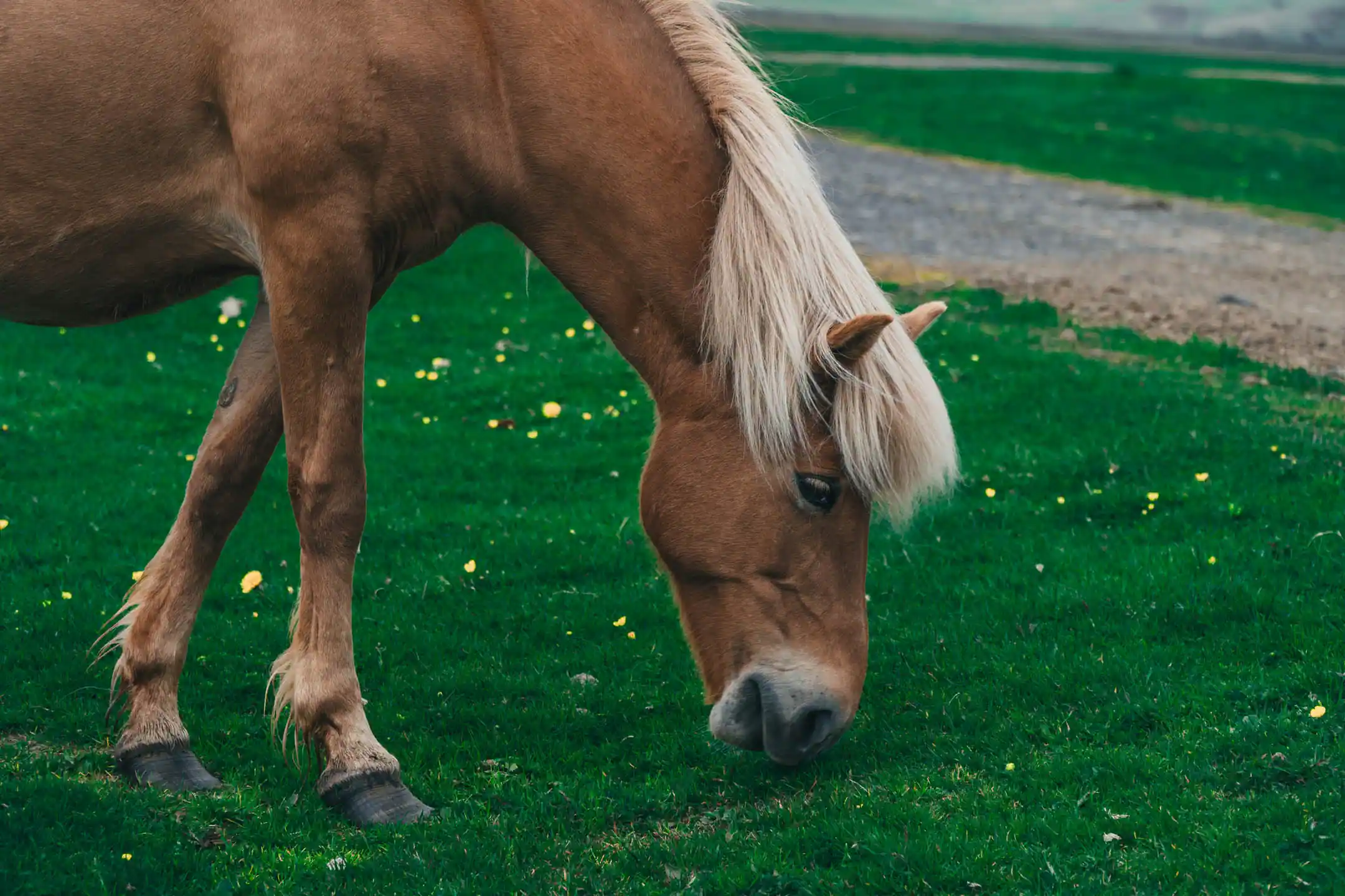 A tan Icelandic horse grazing on vibrant green grass in rural Iceland