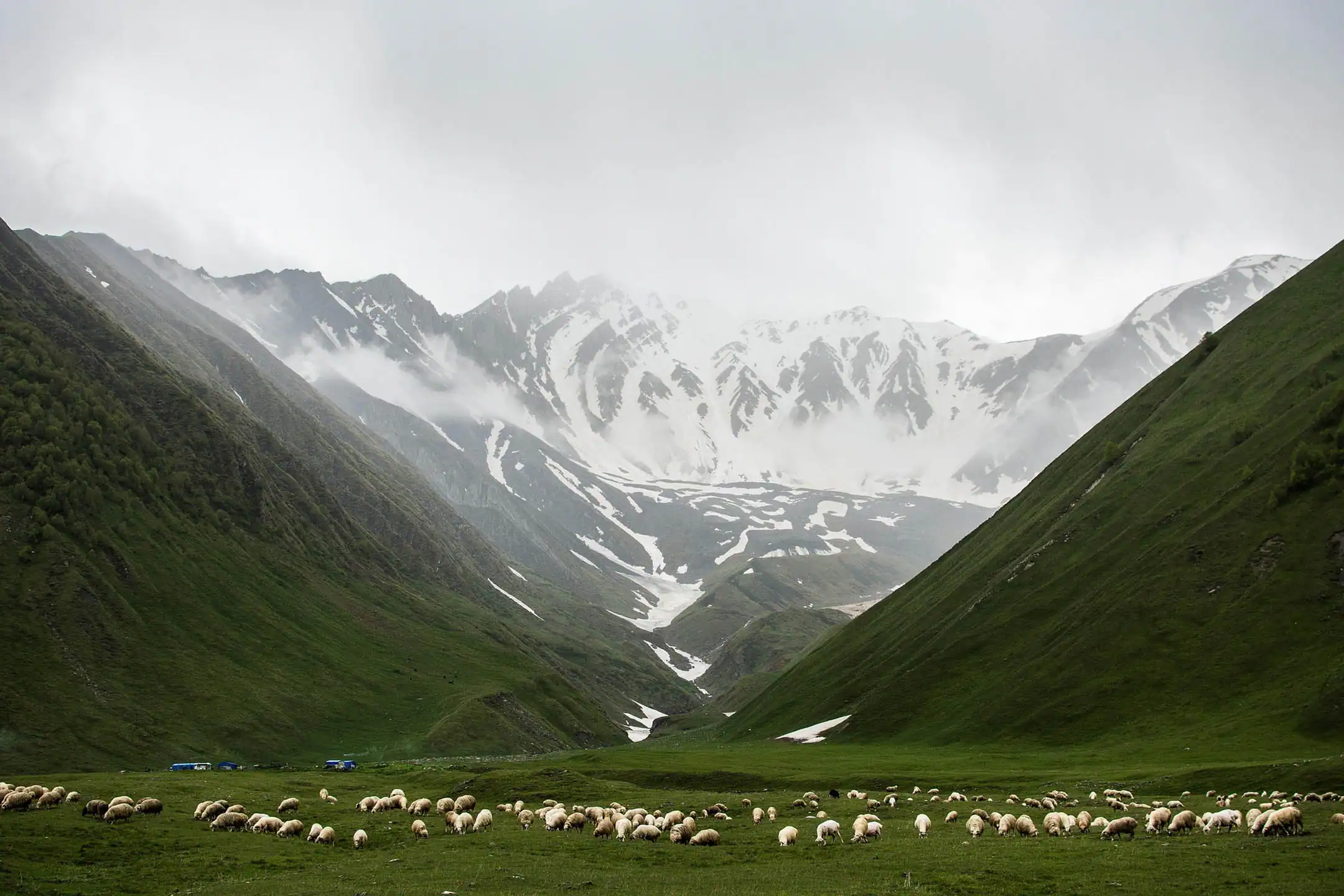 A flock of sheep grazing in a wide green valley surrounded by steep mountains with patches of snow