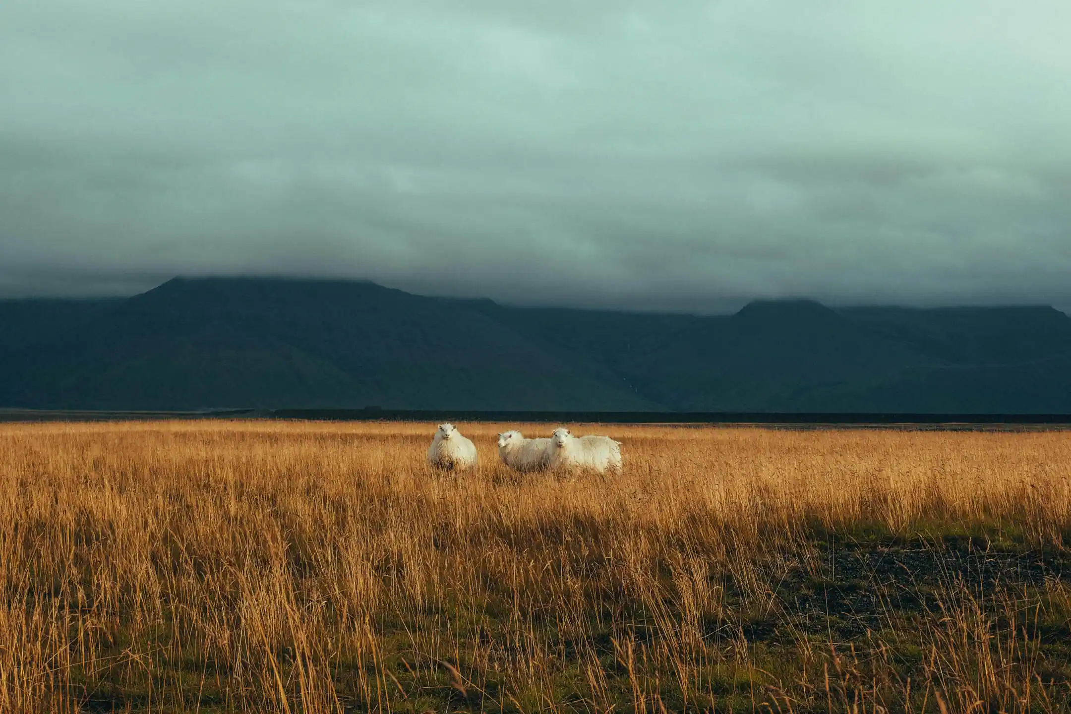 Three Icelandic sheep standing in a golden field under cloudy skies with dark mountains in the distance.