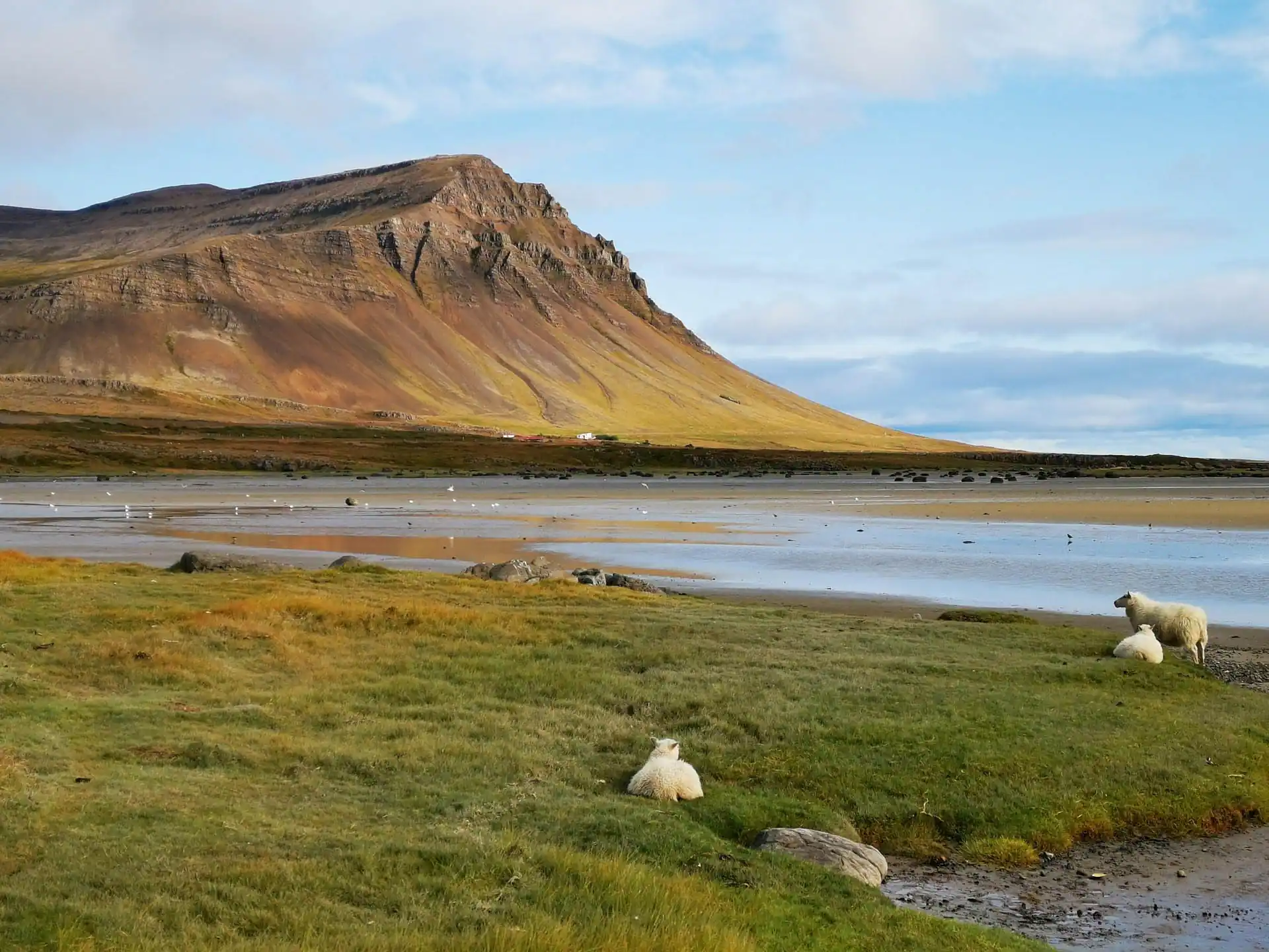 Sheep grazing on grassy fields beside a tidal bay with a rugged Icelandic mountain in the background.