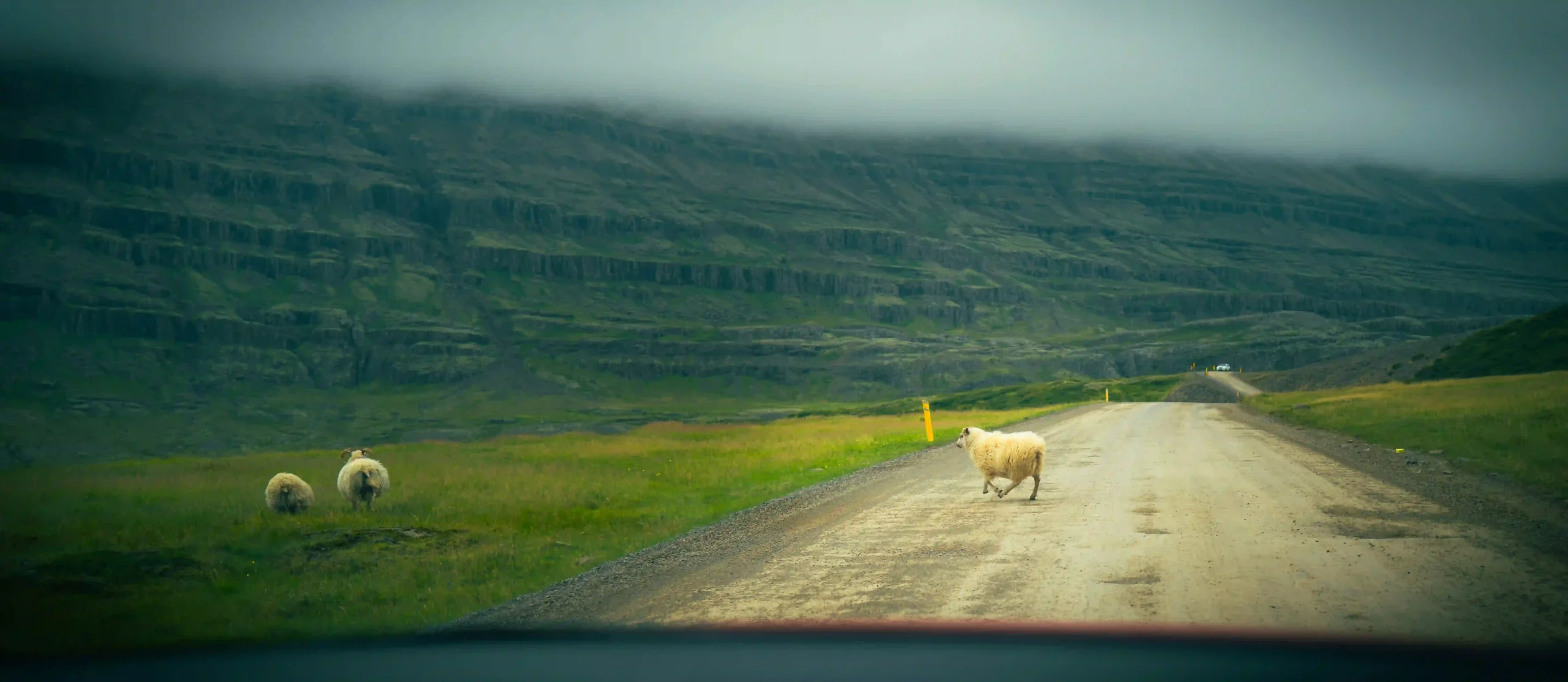Sheep crossing road creating campervan safety hazard in rural Iceland